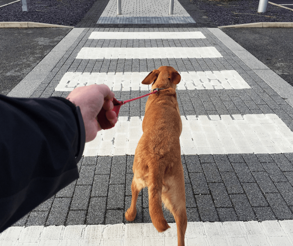 Dog calmly walking on a leash
