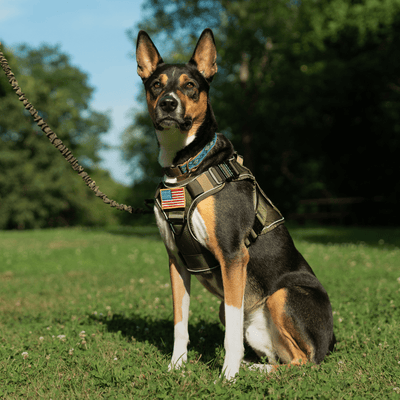 Harnesses, Leashes & Collars