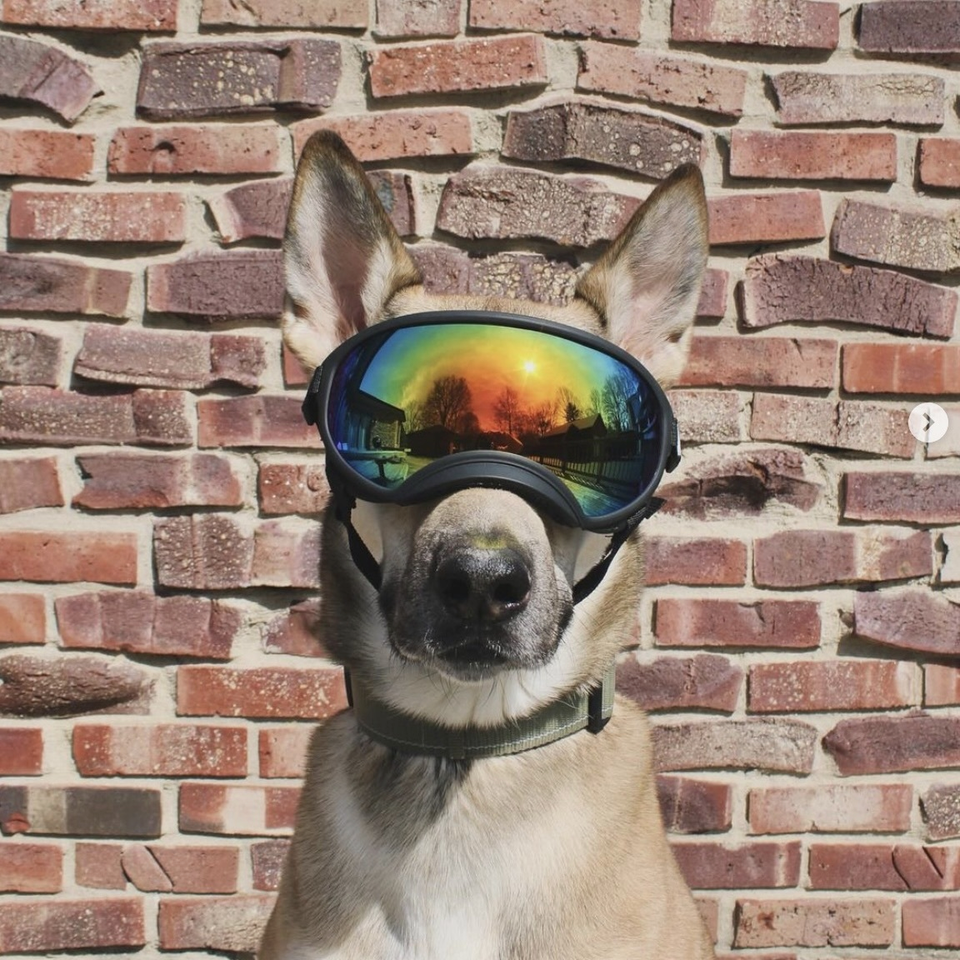 Team K9