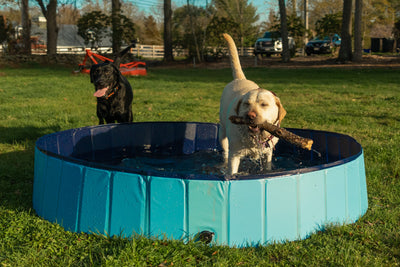 Dog Pools & Splash Pads
