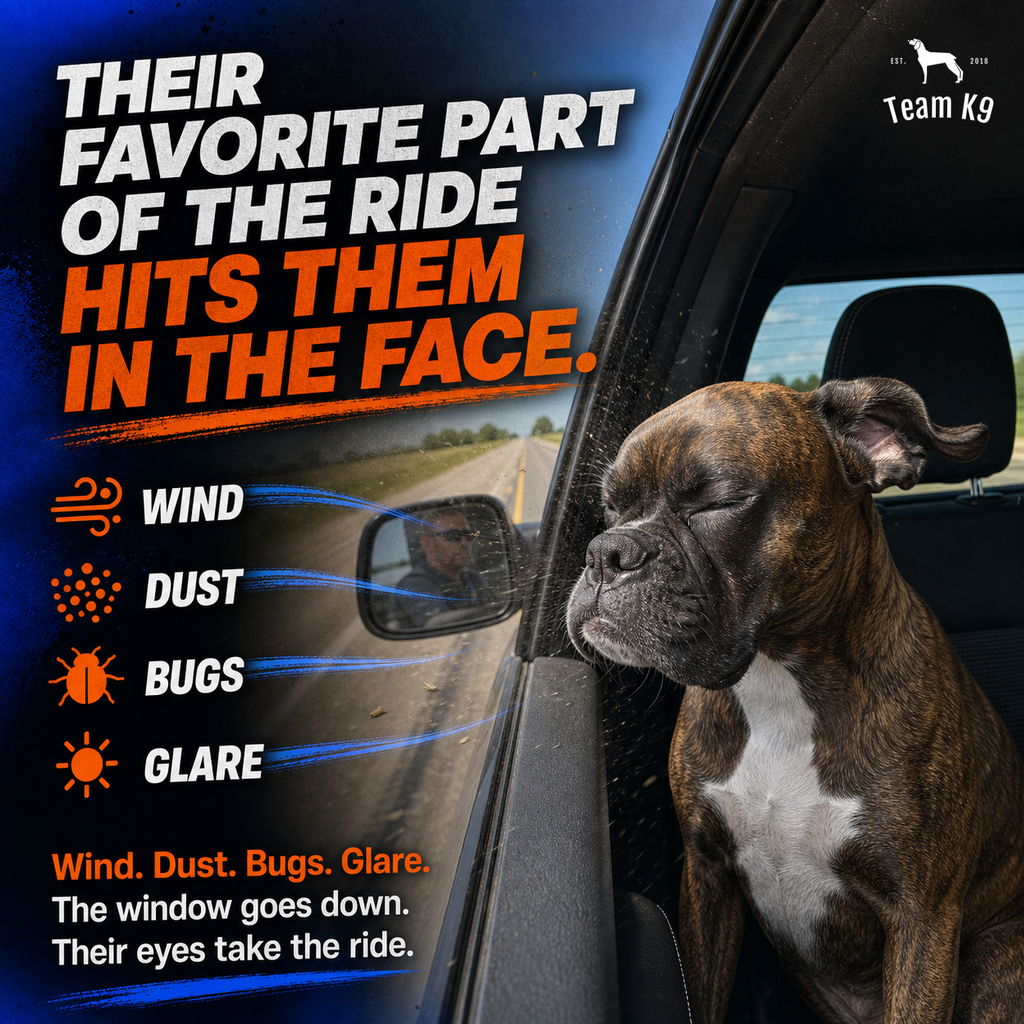 TK9 Nightmare Swipe Story tk9-main-five-nightmare-swipe-story-append-20260720 | dog-goggles | The window stayed down and the grit came in