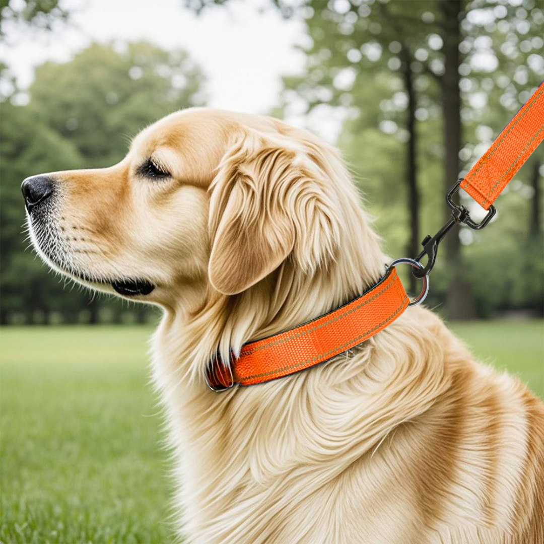 Reflective Quick-Lock Dog Collar