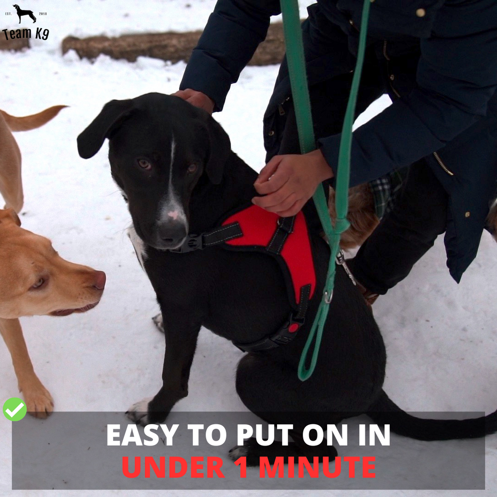 Classic Adjustable No-Choke Dog Safety Harness