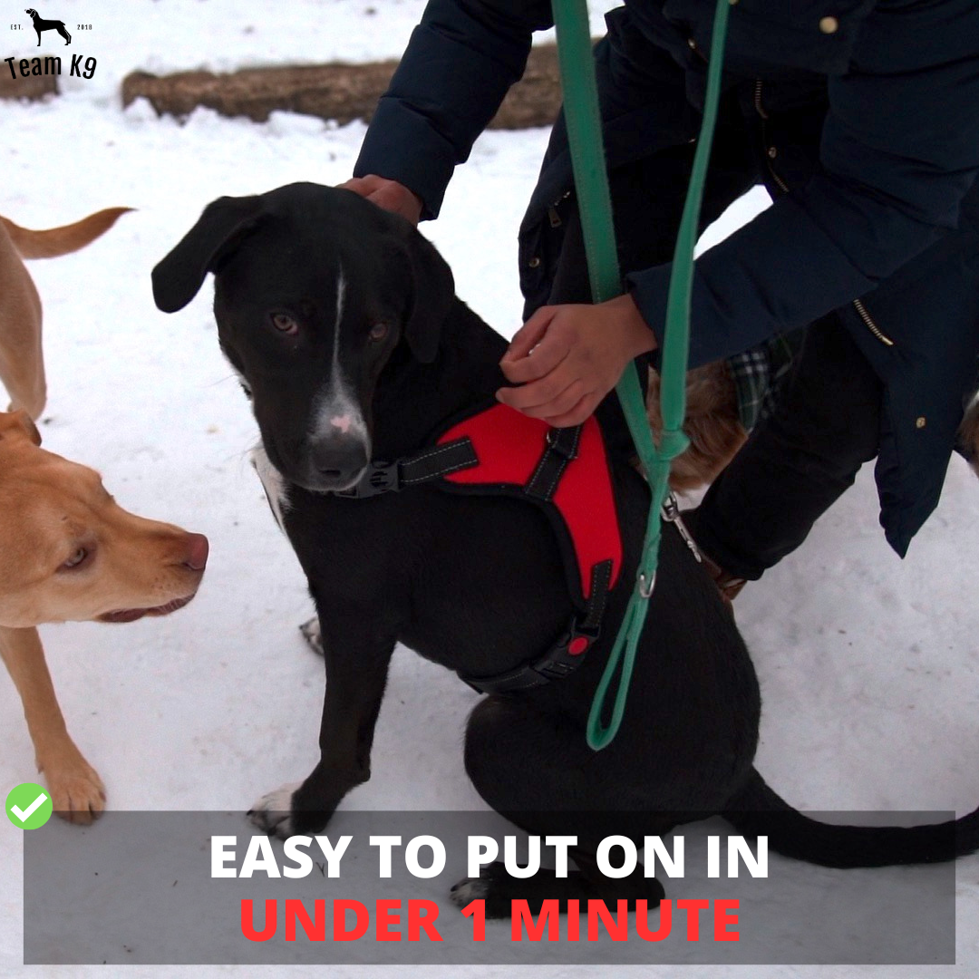 Classic Adjustable No-Choke Dog Safety Harness
