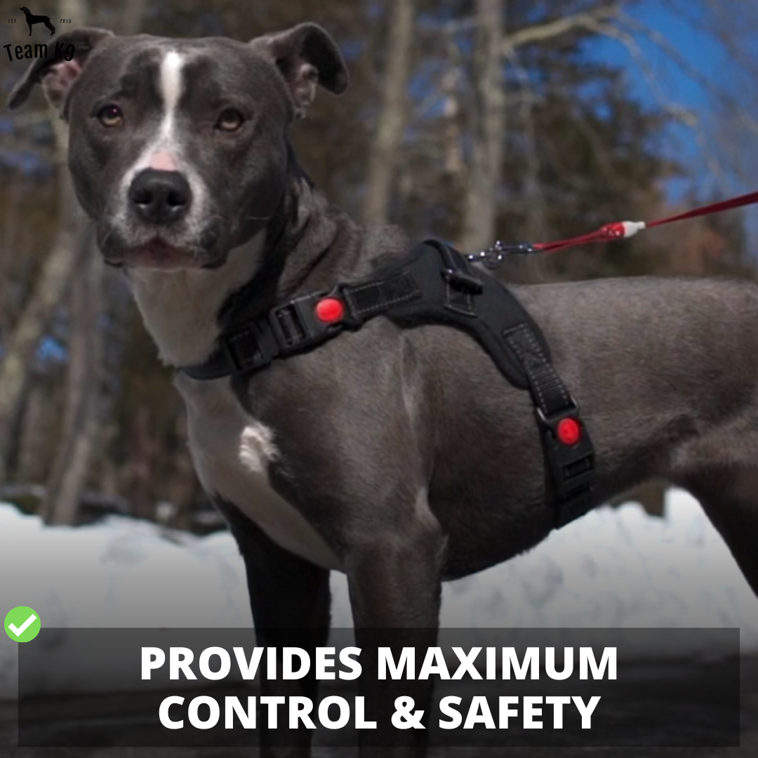 Classic Adjustable No-Choke Dog Safety Harness