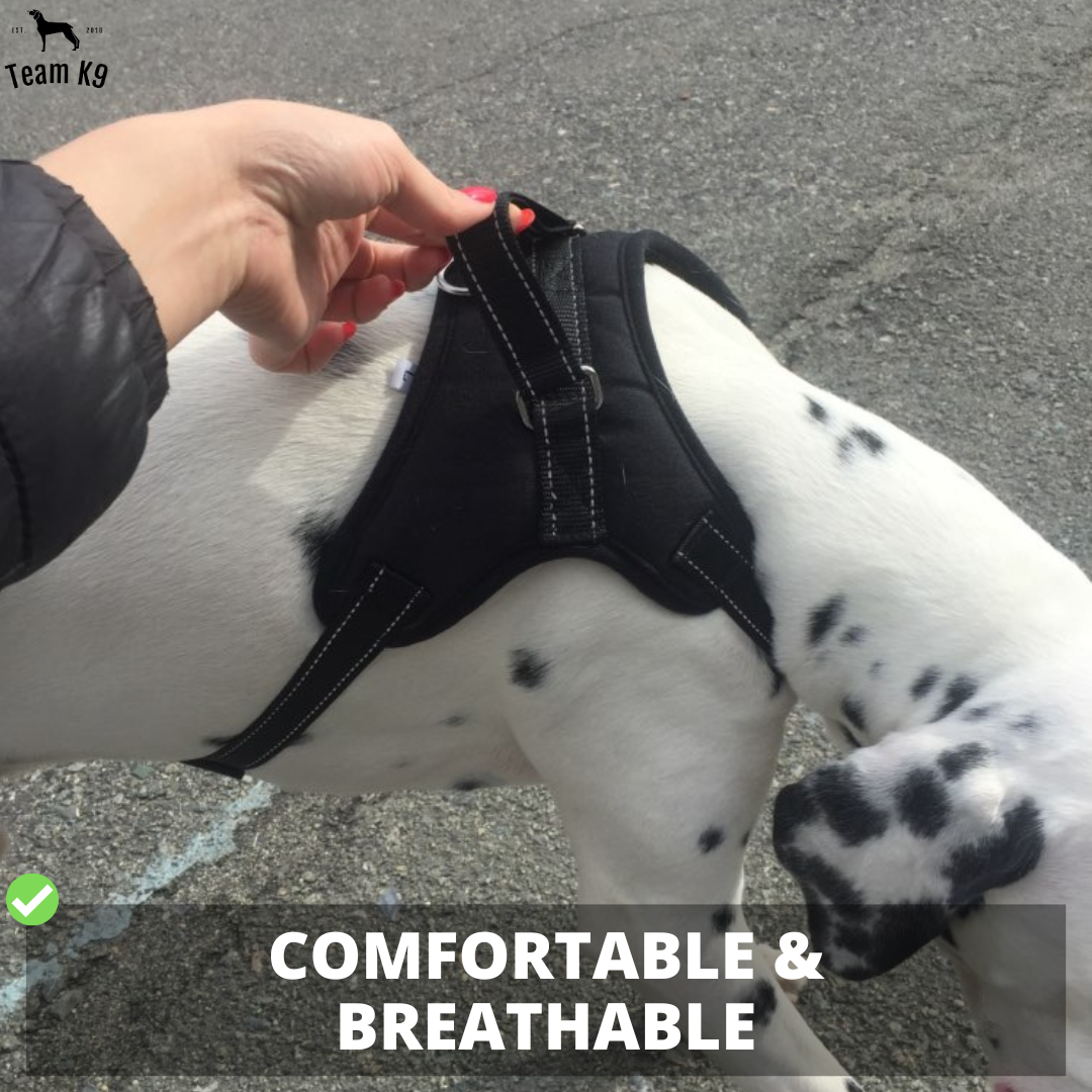 Classic Adjustable No-Choke Dog Safety Harness