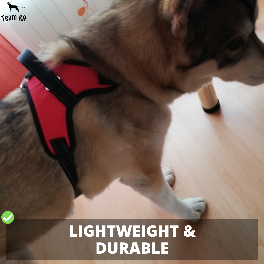 Classic Adjustable No-Choke Dog Safety Harness