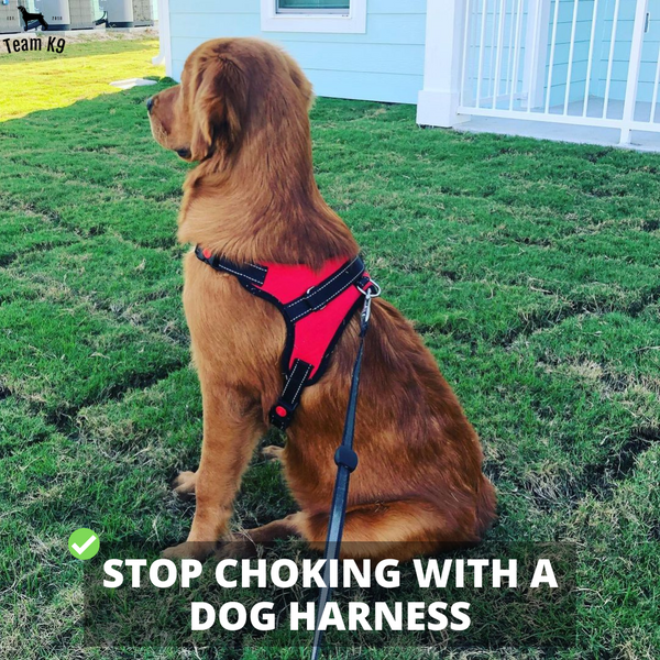Classic Adjustable No-Choke Dog Safety Harness
