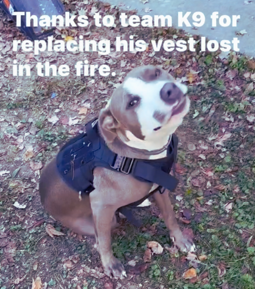 Two Strikes wearing a Team K9 harness