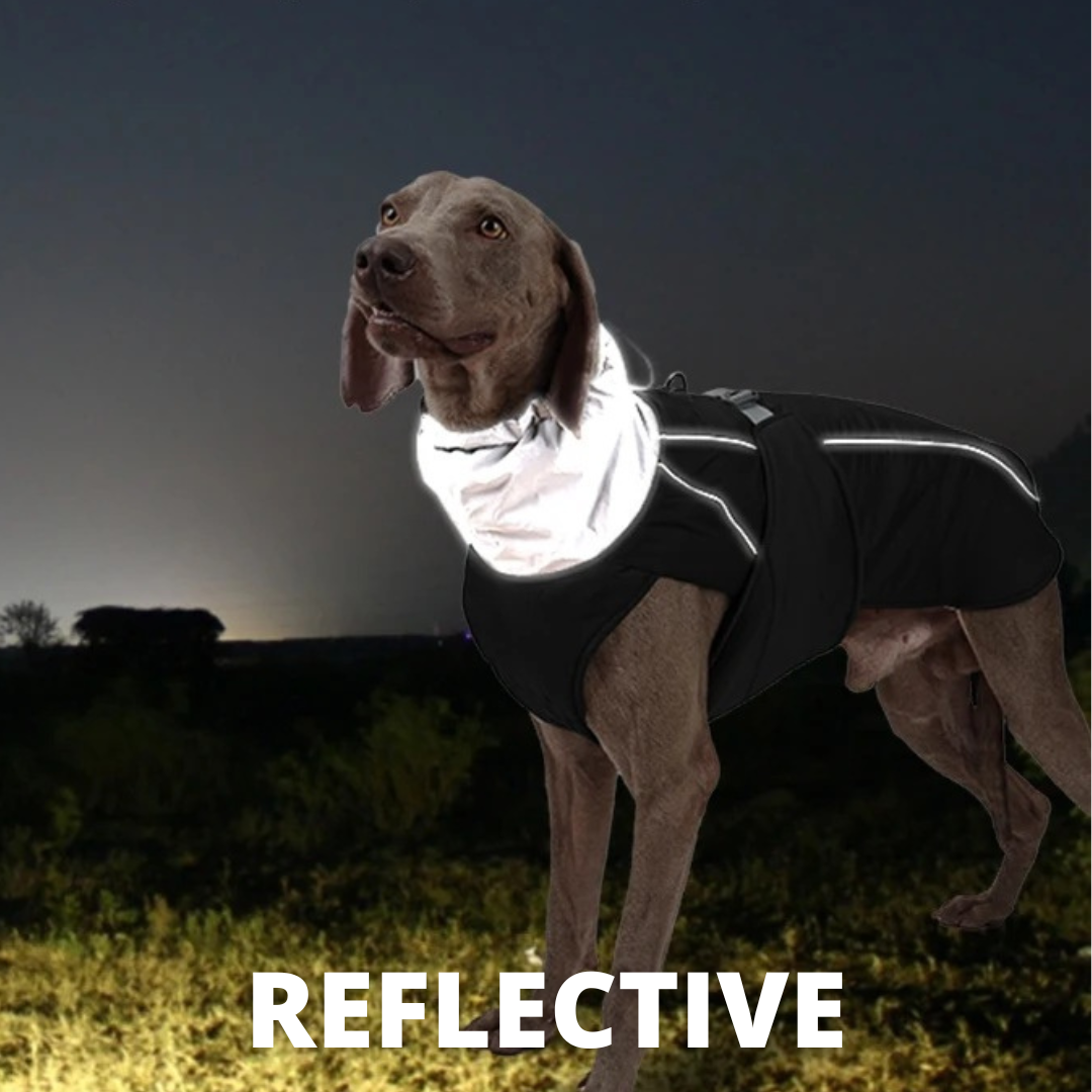 NEW Water-Resistant Dog Winter Coat With Reflective Strips, Adjustable Elastic Tighteners, & Safety Buckles