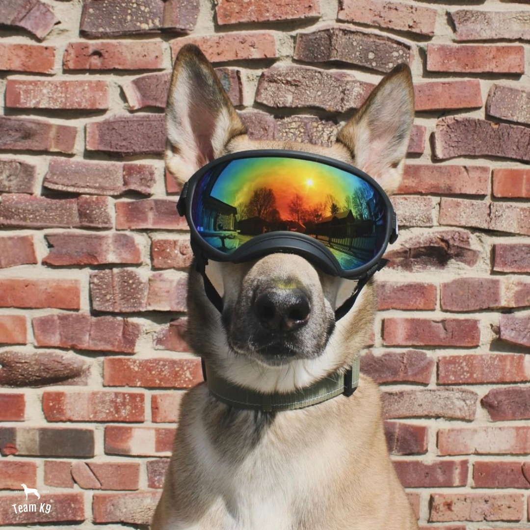 Adjustable Dog Goggles Doggles Team K9
