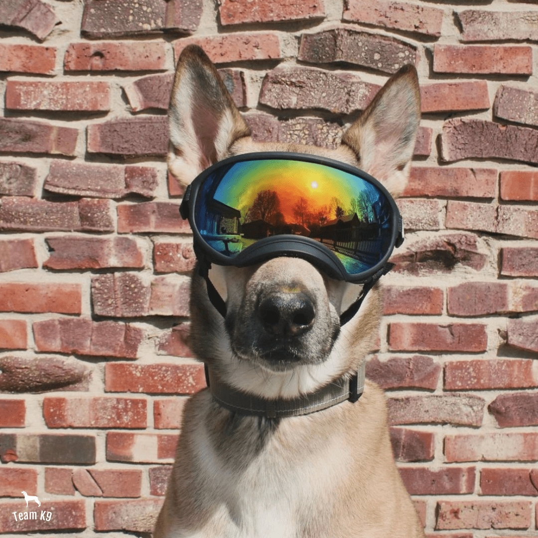 doggles dog goggles Team K9® Dog Goggles