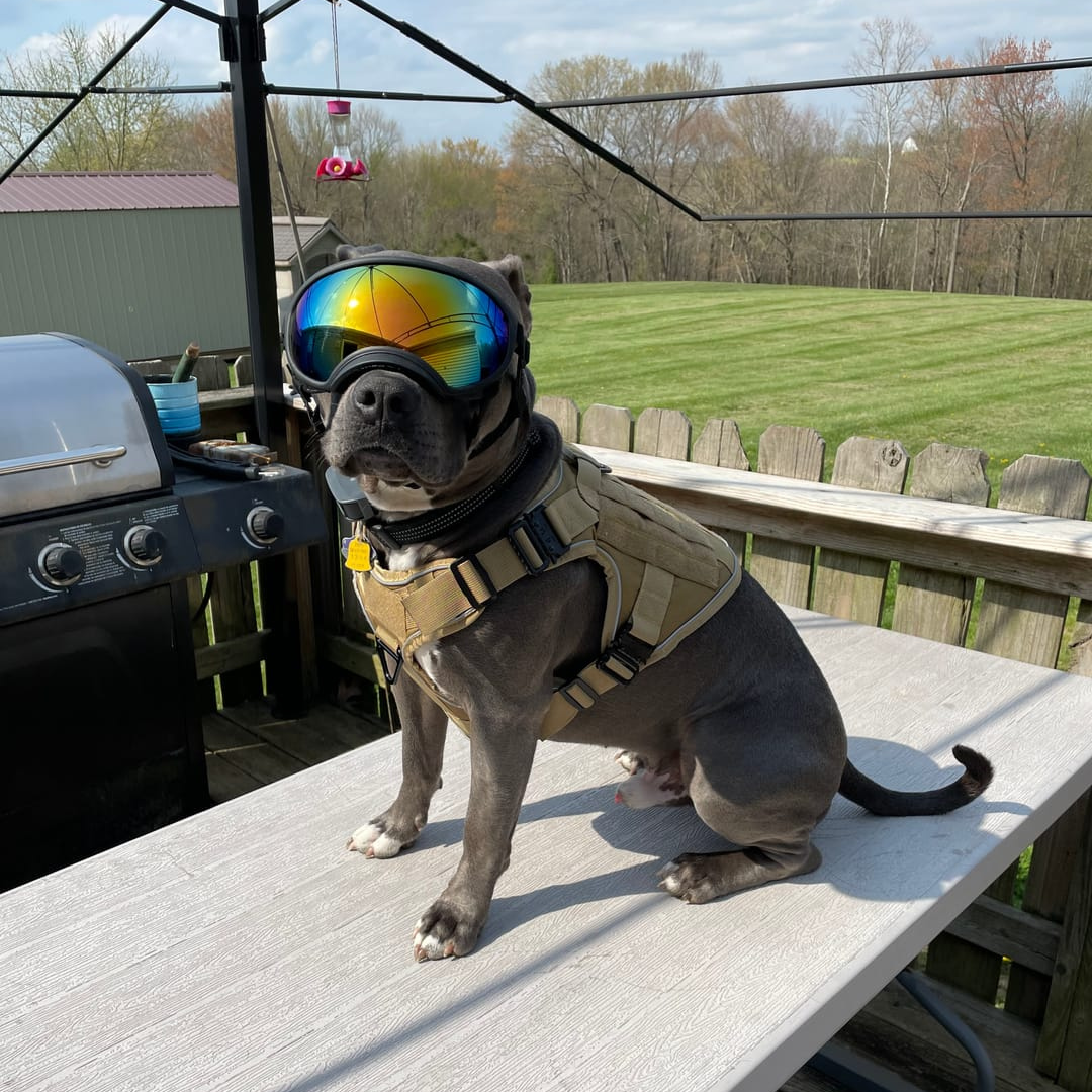 NEW Upgraded Tactical No-Pull Team K9™ Dog Harness with 4 Quick-Release Metal Buckles, Reinforced Front & Back D-Rings, Hook & Loop Panels, Adjustable Straps, Reflective Strips, & Top Handle