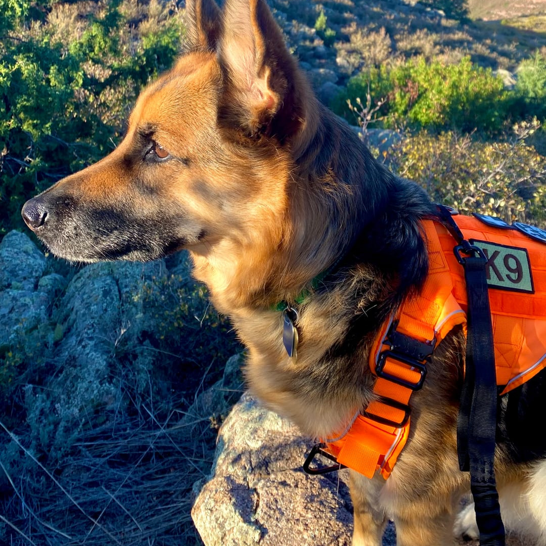 NEW Upgraded Tactical No-Pull Team K9™ Dog Harness with 4 Quick-Release Metal Buckles, Reinforced Front & Back D-Rings, Hook & Loop Panels, Adjustable Straps, Reflective Strips, & Top Handle
