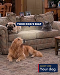 Chief & Champ Season & Story