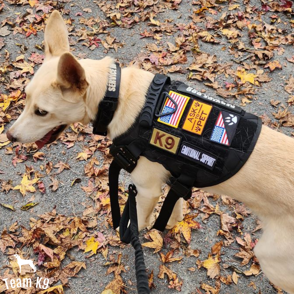 10-In-1 Tactical K9 Harness System - Full Set Dog Harness Bundle (Includes: Tactical No-Pull Dog Harness + Bungee Leash + Collar + MOLLE Pouches + First Aid Kit + 12 Hook & Loop Patches + Dog Goggles + Safety Belt + Travel Water Bowl + Dog Waste Bags)
