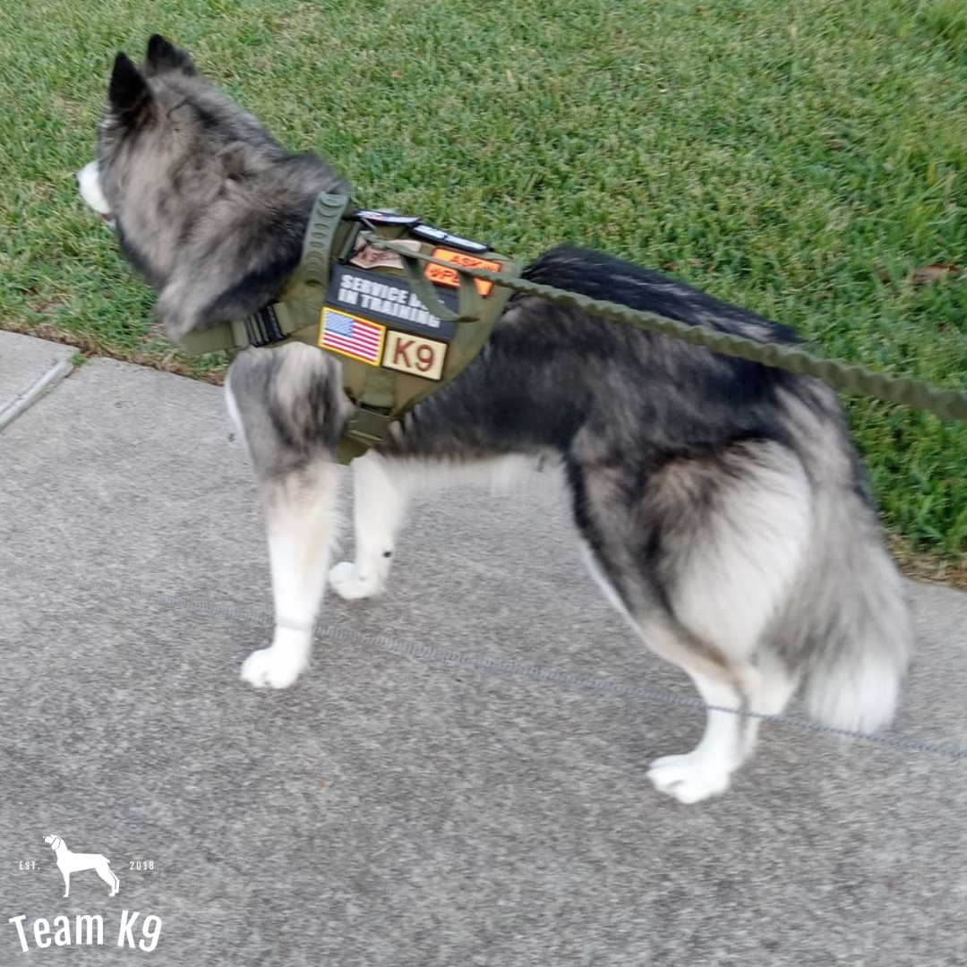 Buy K9 Tactical Dog Harness for German Shepherd, Husky, Labrador