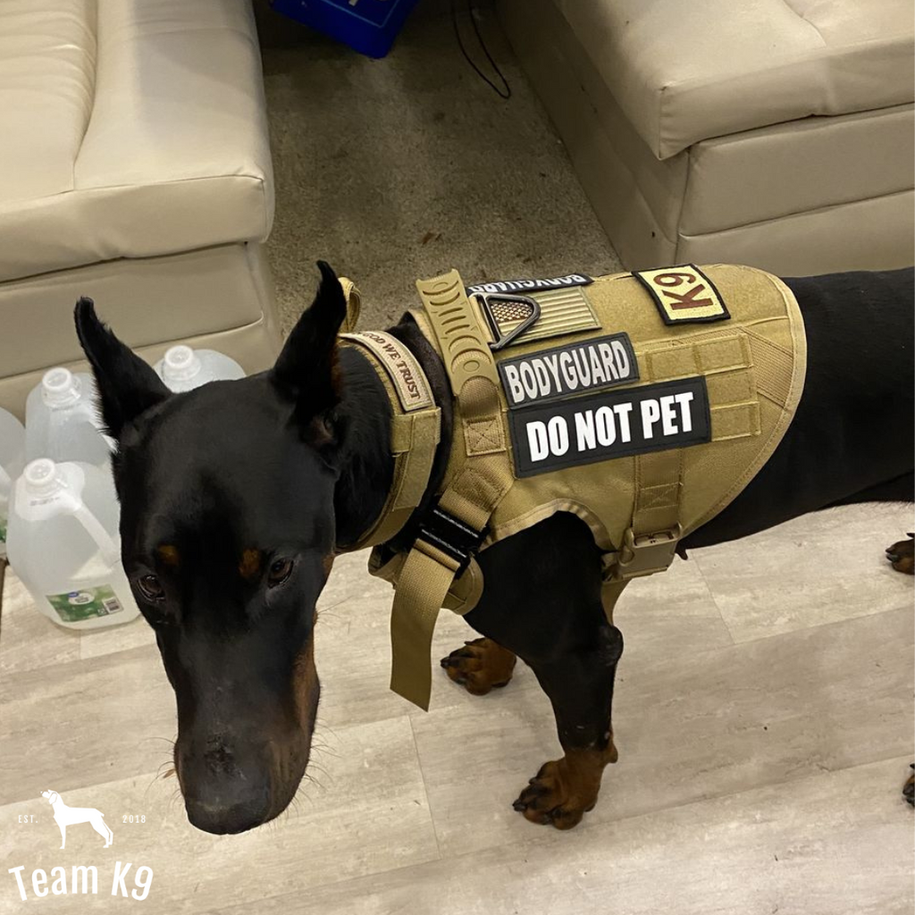 10-In-1 Tactical K9 Harness System - Full Set Dog Harness Bundle (Includes: Tactical No-Pull Dog Harness + Bungee Leash + Collar + MOLLE Pouches + First Aid Kit + 12 Hook & Loop Patches + Dog Goggles + Safety Belt + Travel Water Bowl + Dog Waste Bags)