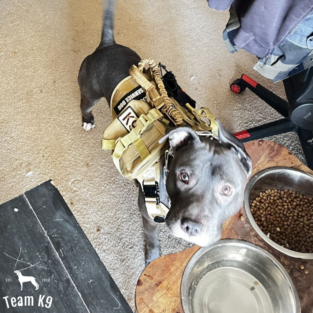 10-In-1 Tactical K9 Harness System - Full Set Dog Harness Bundle (Includes: Tactical No-Pull Dog Harness + Bungee Leash + Collar + MOLLE Pouches + First Aid Kit + 12 Hook & Loop Patches + Dog Goggles + Safety Belt + Travel Water Bowl + Dog Waste Bags)