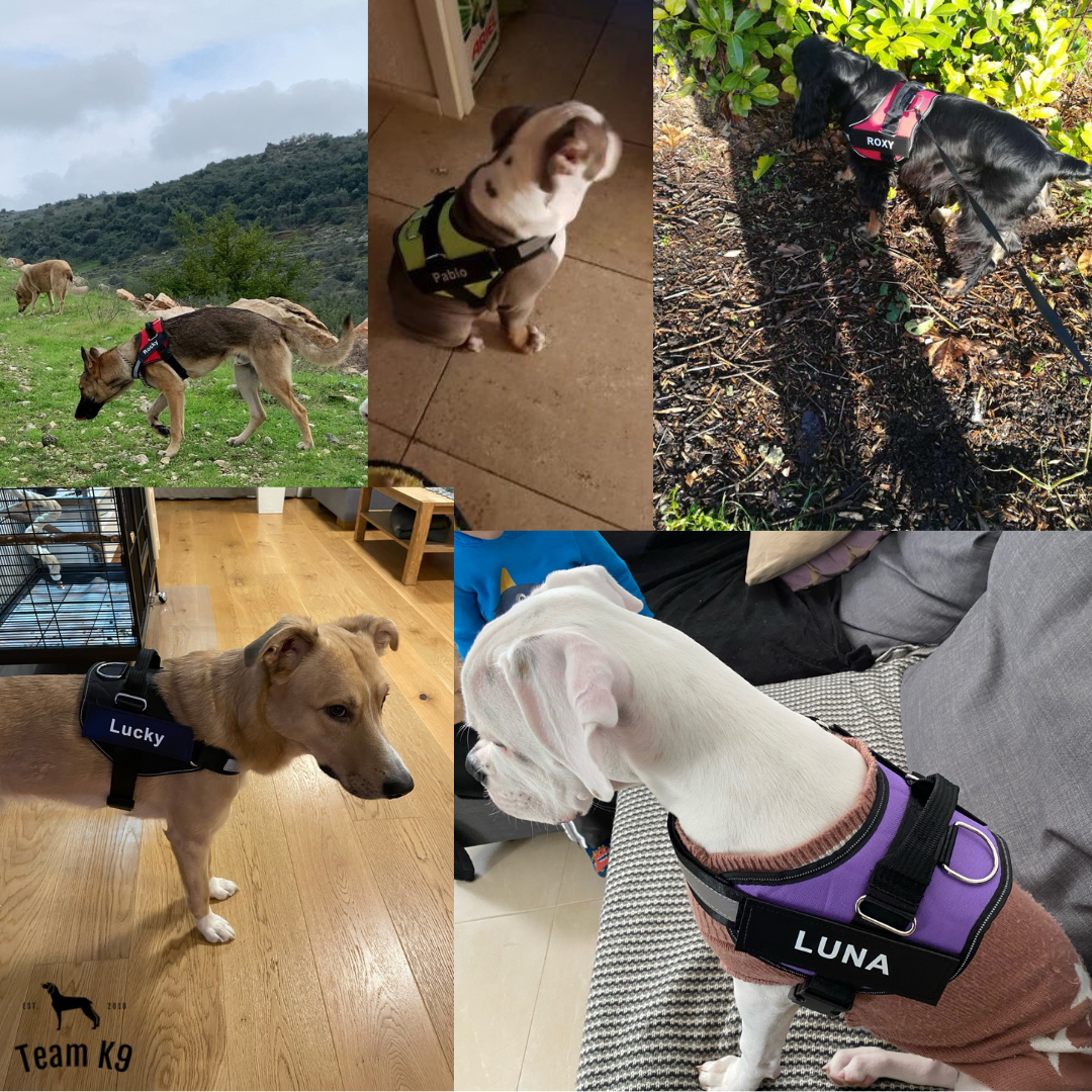 Personalized No-Choke Dog Harness With Top Handle, Reflective Front Band, & Custom Name Patch