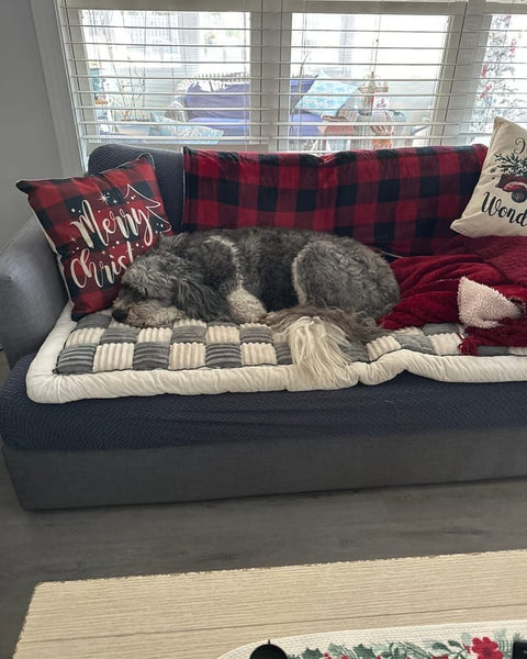 Gunner, in a customer photo from Carolyn P.