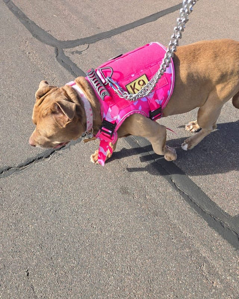 Lexi, in a customer photo from Thomas M.