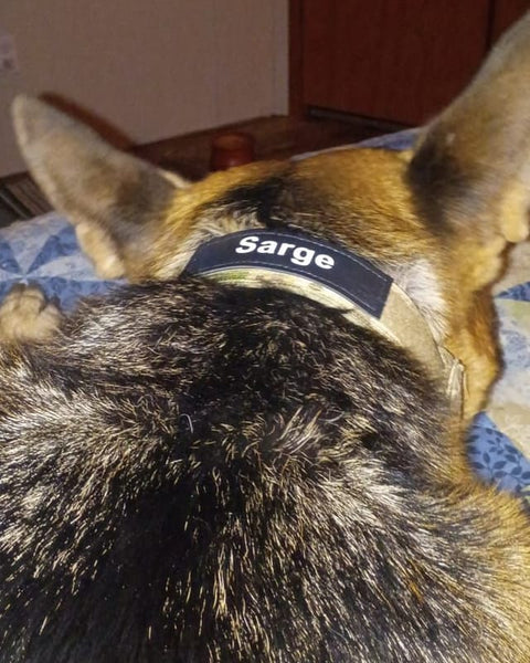 Sarge, in a customer photo from Donald W.