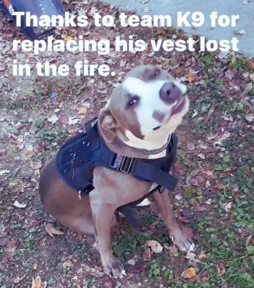 Two Strikes sitting in fall leaves wearing the replacement harness. Rob's caption reads: Thanks to team K9 for replacing his vest lost in the fire.