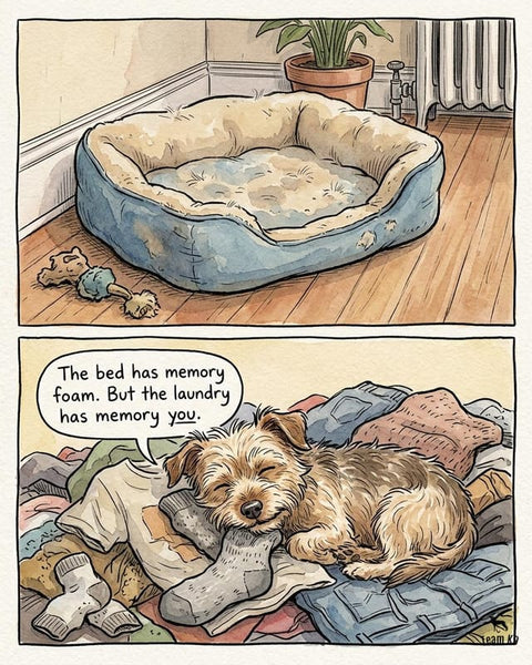 Comic: a new memory foam bed sits empty while the dog sleeps on the laundry pile.