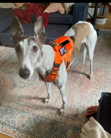 Customer photo of Arlo, from Cory H.