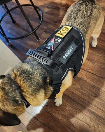 Customer photo of Bandit, from Todd M.