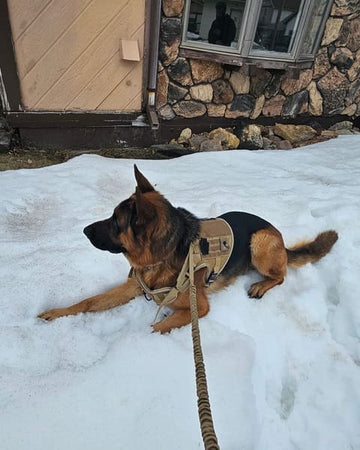 Customer photo of Blaze, from Colby K.