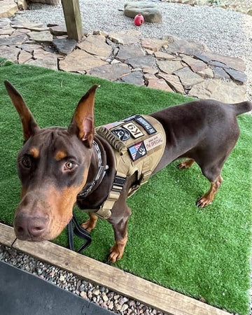 Customer photo of Bruno, from Diane Z.