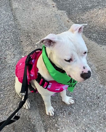 Customer photo of Cocoa, from Holly B.