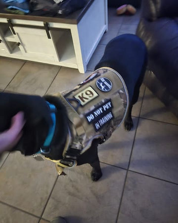 Customer photo of Cooper, from Beth B.