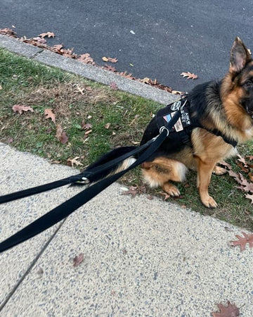 Customer photo of Diesel, from Sean C.