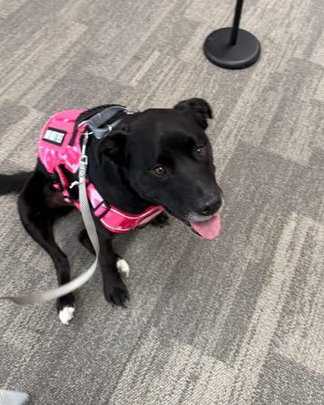 Customer photo of Dora, from Donna E.
