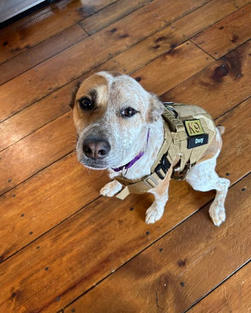 Customer photo of Dory, from Cynthia F.
