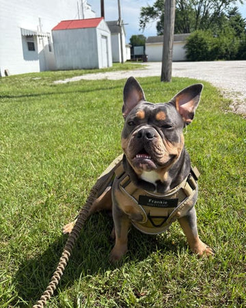Customer photo of Frankie, from Joel L.