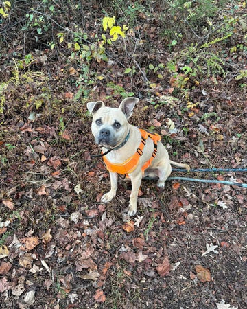 Customer photo of Gunner, from Denise S.