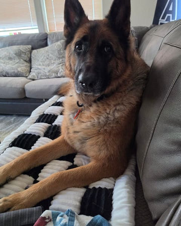 Customer photo of Ike, from Brian A.