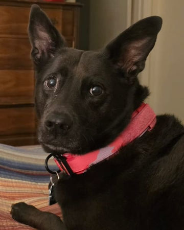 Customer photo of Lilith, from George B.