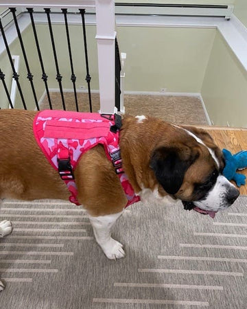 Customer photo of Lucy, from Candy B.