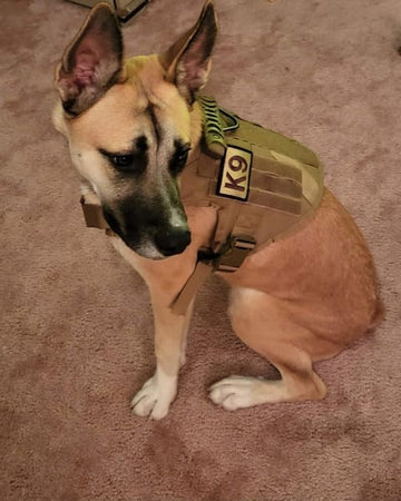 Customer photo of Marley, from Roman D.