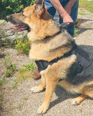 Customer photo of Max, from Heather C.