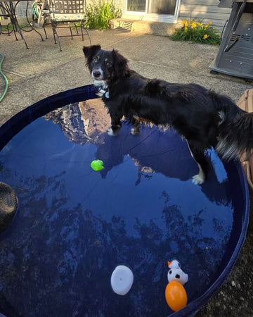 Customer photo of Millie, from Amy C.