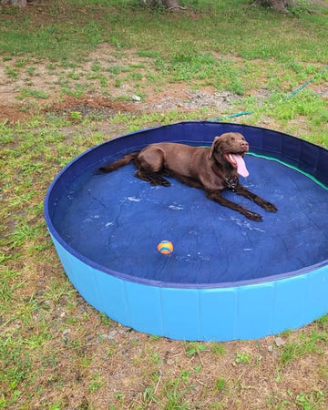 Customer photo of Nash, from Roger S.