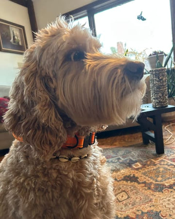 Customer photo of Obie, from Amory H.