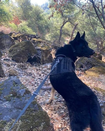 Customer photo of Otis, from Judith G.