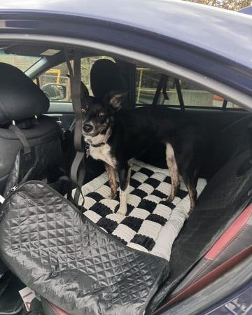 Customer photo of Piper, from Wilford H.